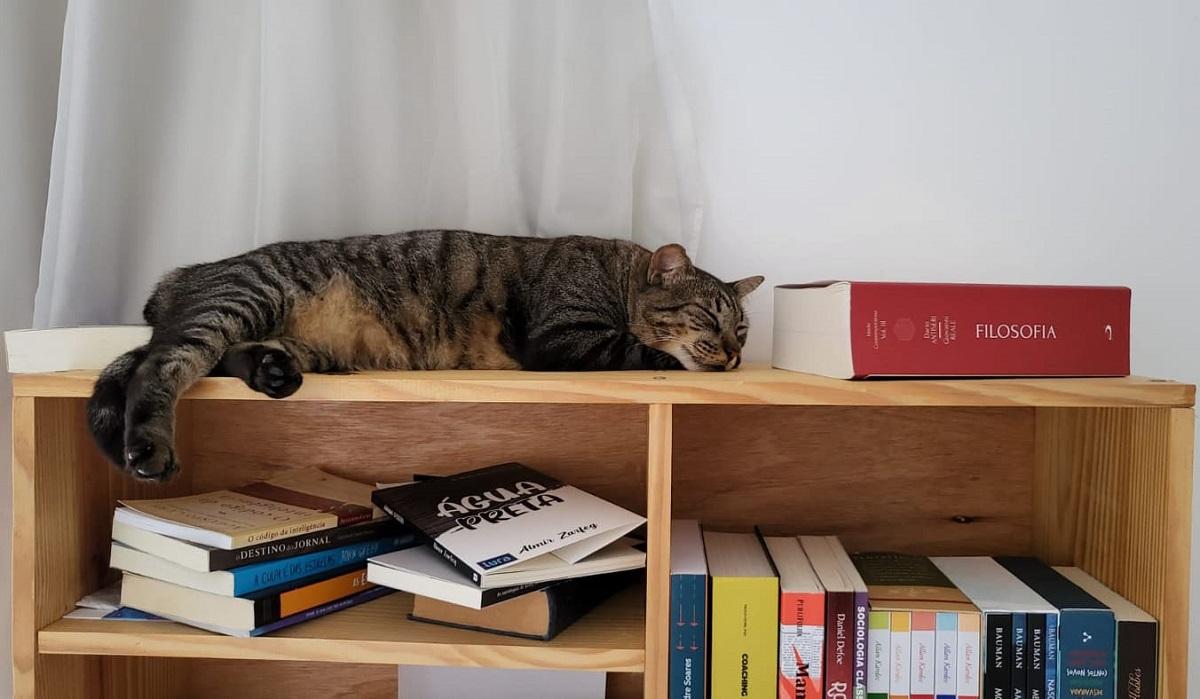 Almir Zarfeg se inspira em “Belchior”, gato do editor deste portal, para compor poema emocionante