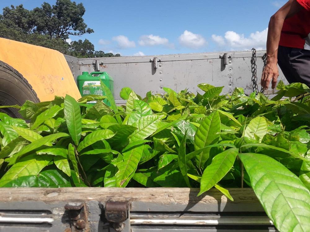 Vereador consegue 7 mil mudas de árvores frutíferas e de reflorestamento para Itanhém