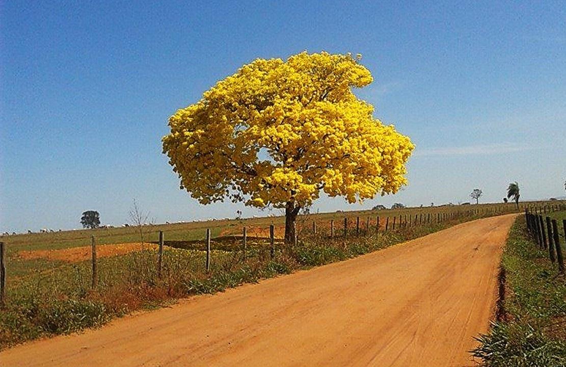 O anjo de Neiva estava em Caetité, no alto sertão da Bahia