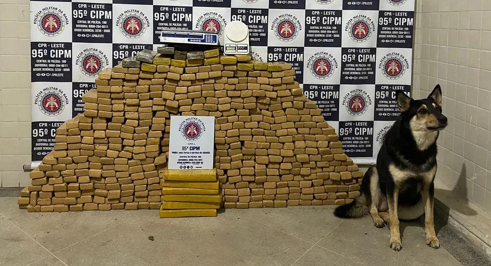 Com auxílio de cão farejador, meia tonelada de droga é apreendida em Catu, na Bahia
