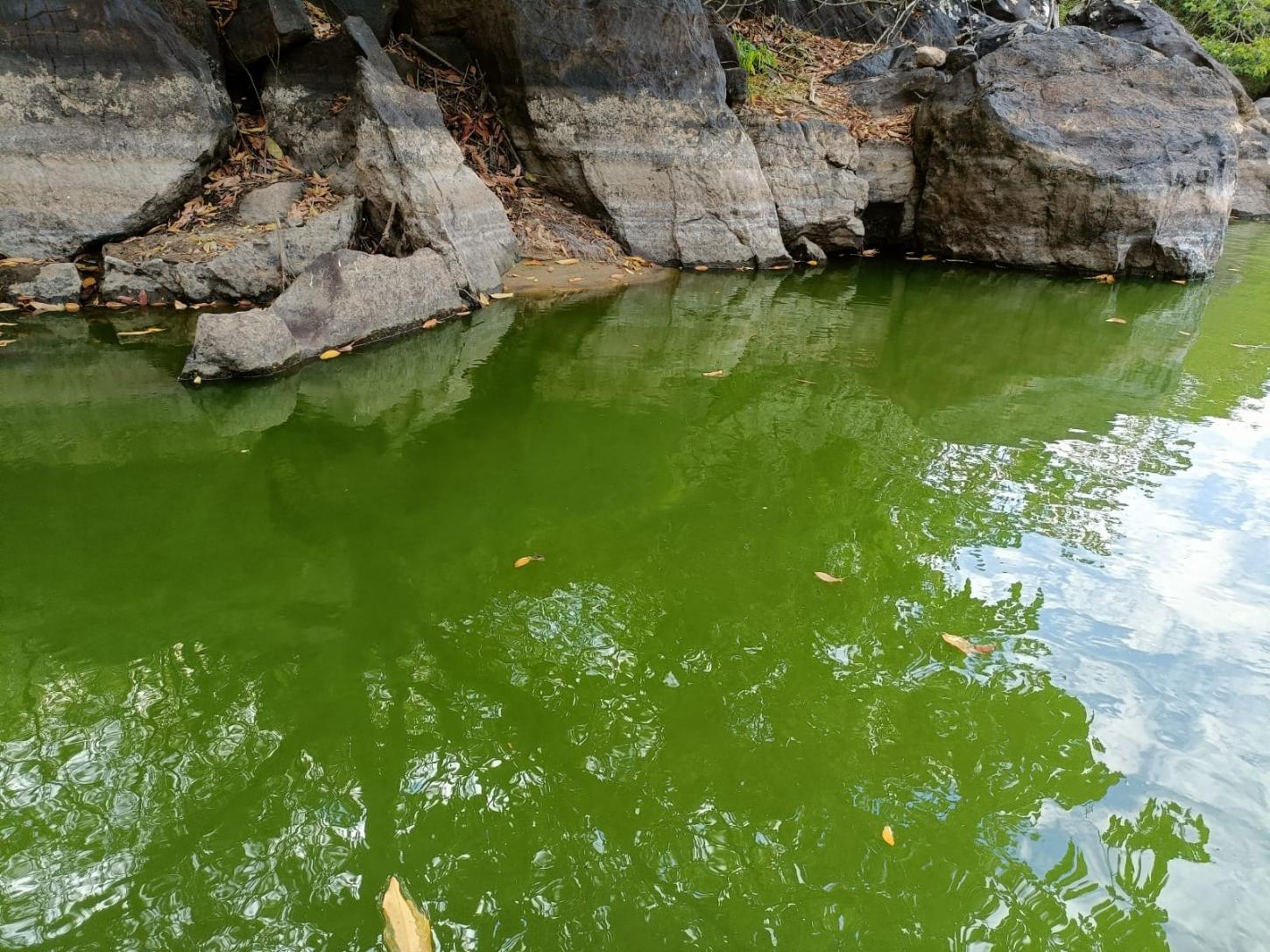 Conheçam os riscos à saúde se a mudança na coloração das águas do rio Itanhém for provocada pelas cianobactérias