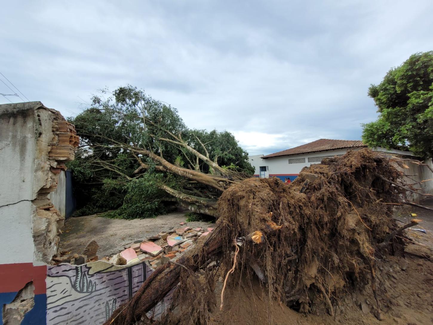 Chuvas intensas e ventos fortes em Teixeira de Freitas derrubam árvore gigante no pátio do NTE-07