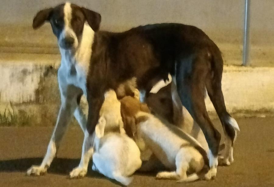 A história da mãe de rua que amava como qualquer mãe